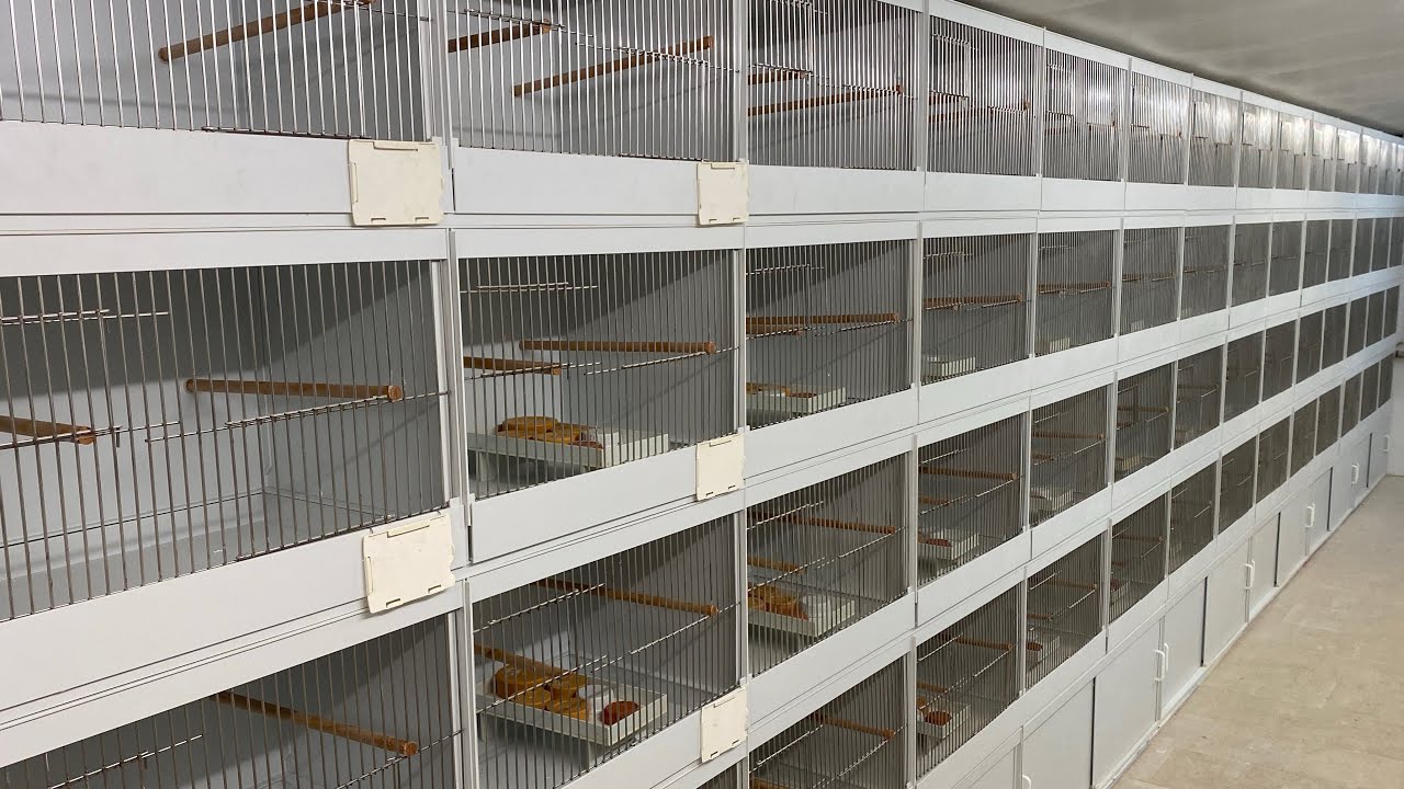 NEW BREEDING CAGES !!! DTV Plastic
