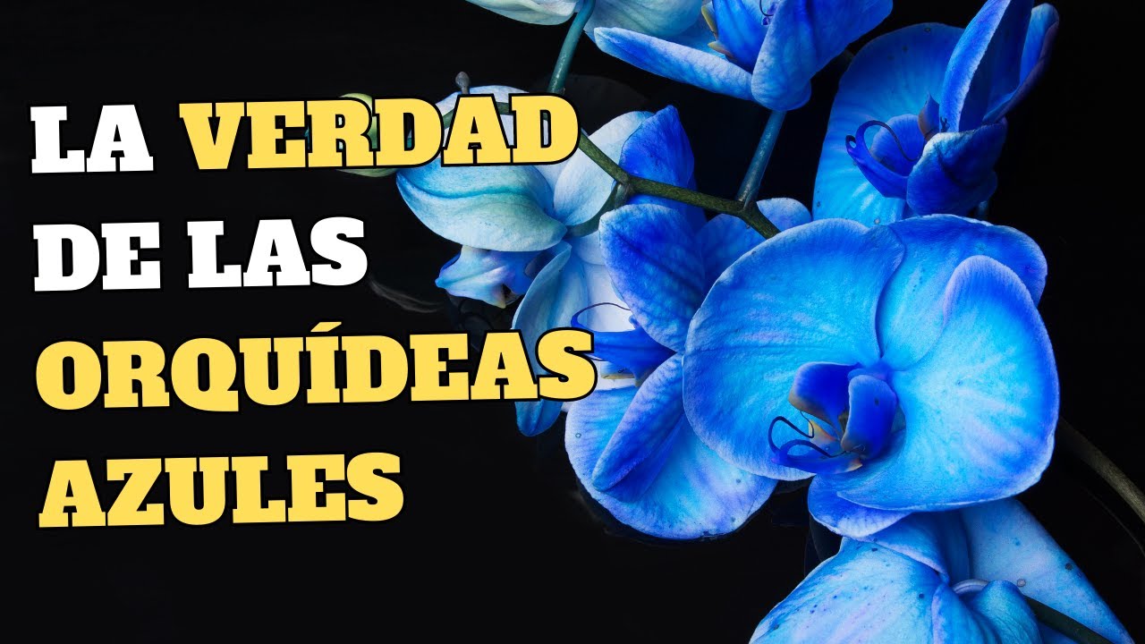La VERDAD detrás de las ORQUIDEAS AZULES