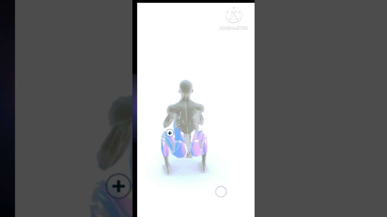 Squat 3d animation