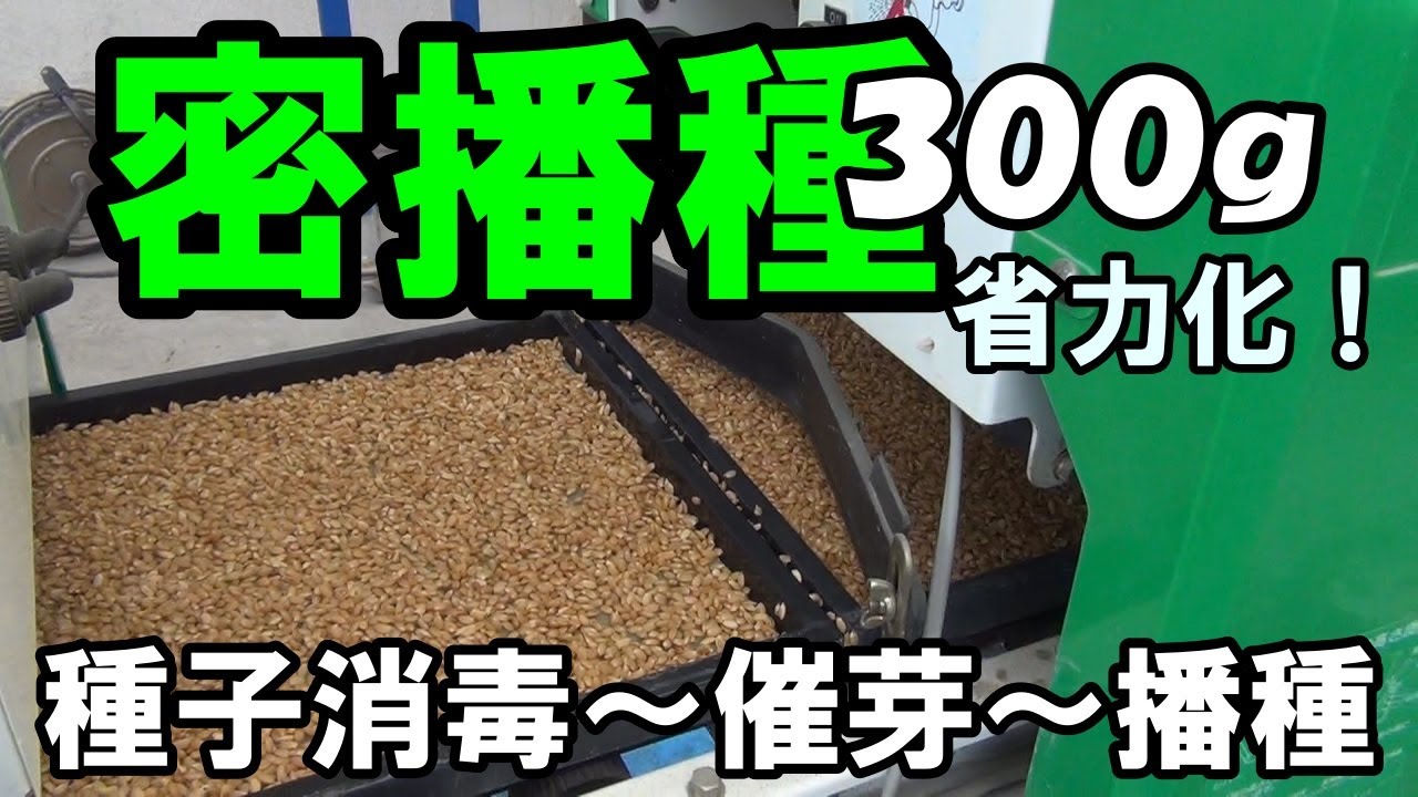 【水稲播種】密播300ｇで省力化乳苗稲作！種籾の消毒～催芽～播種まで