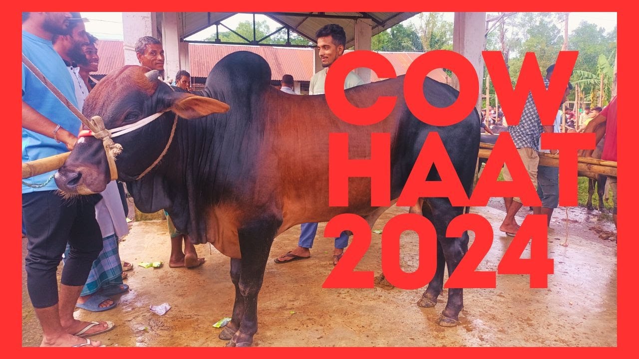 উমরপুর বাজারে জমজমাট কোরবানির পশুর হাট | Qurbani Cow | Cow Haat 2024 | Eid ul-Adha | i bangla tv