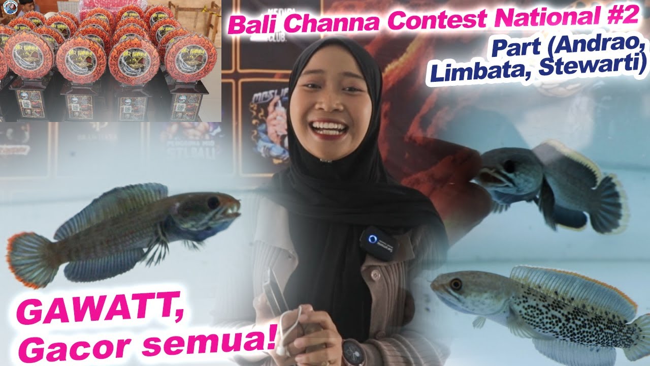 FULL REVIEW Semua Ikan Peserta Bali Channa Contest National #2 (Part Mini Dwarf)