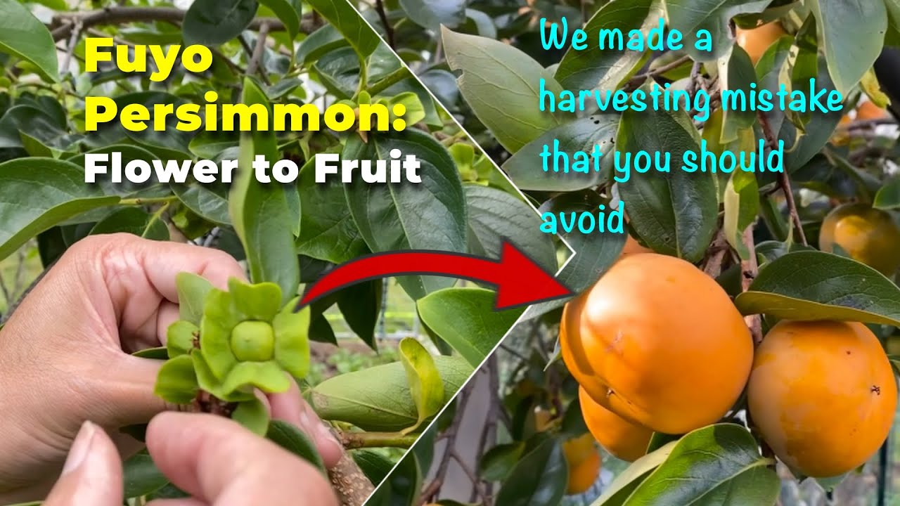 Fuyo Persimmon From Flower to Fruit #gardening #persimmon #fruit