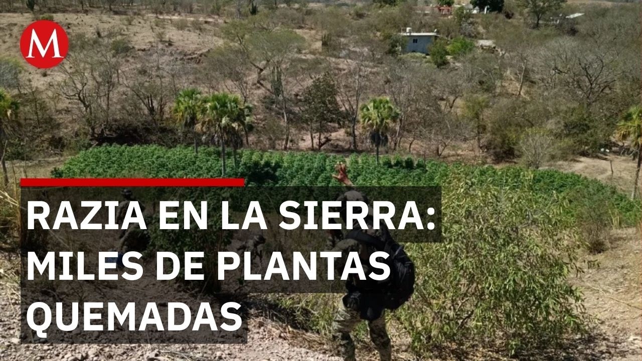 Marina destruye plantíos de marihuana y precursores químicos en Sinaloa