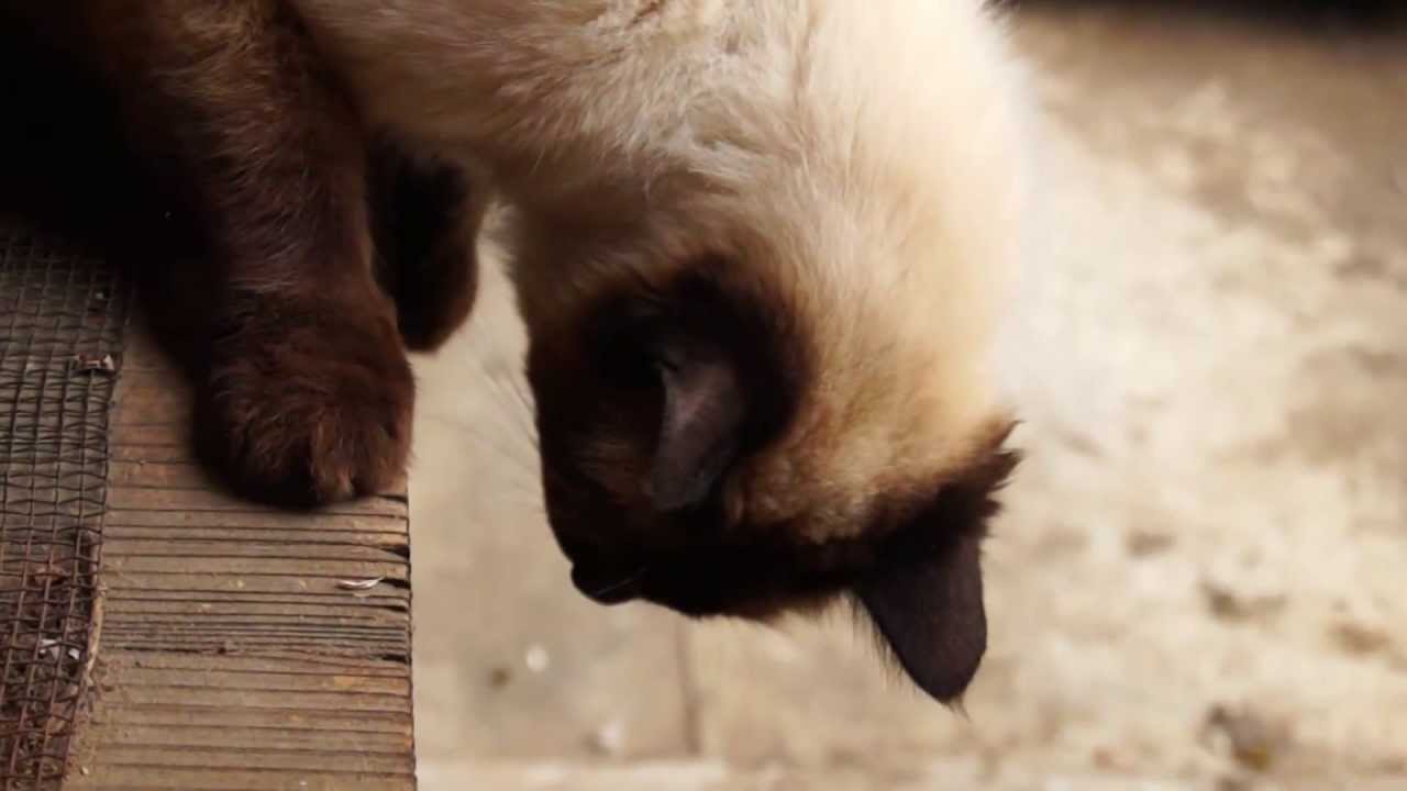 猫 ムジナに猫パンチ！