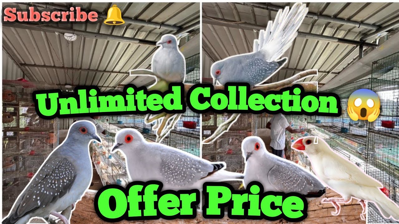 200 Dimond Dove😱 and 100 white java😱 Farm ||How to Manage Biggest Mixed Birds Farm 🔥