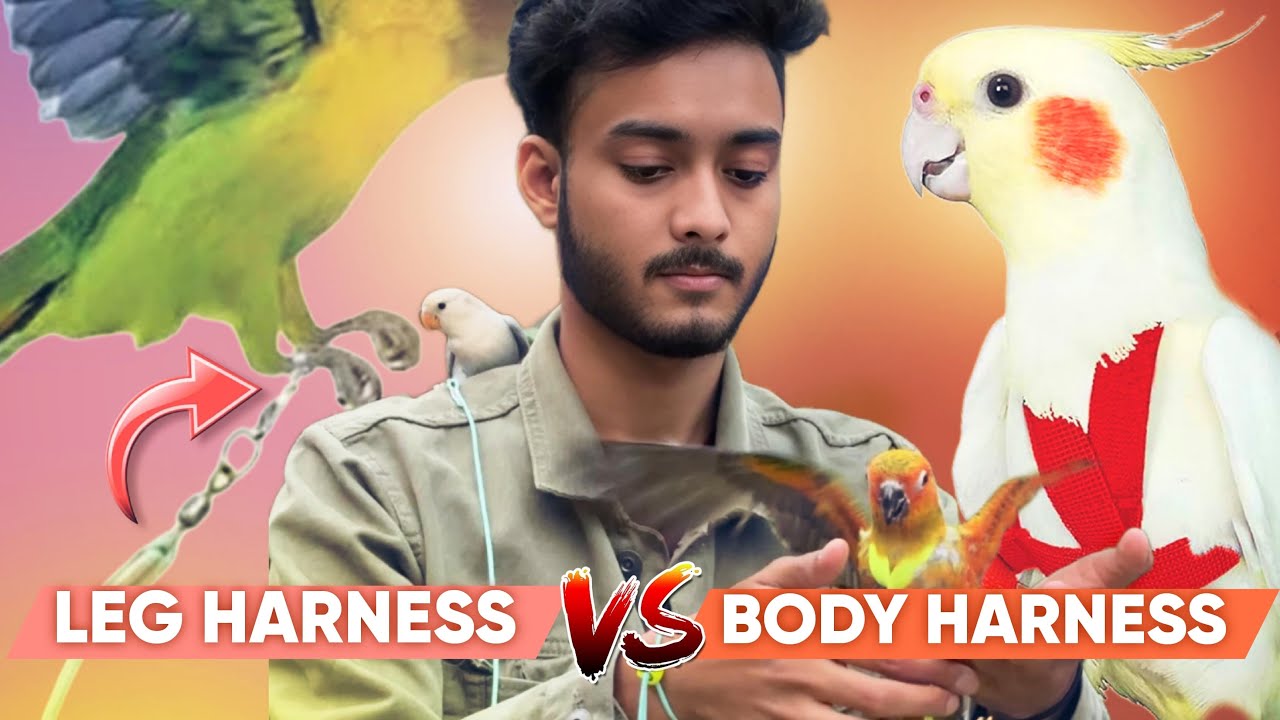 Birds Leg Harnesses VS Body Harnesses 🦜 / Birds Harness kese use kare