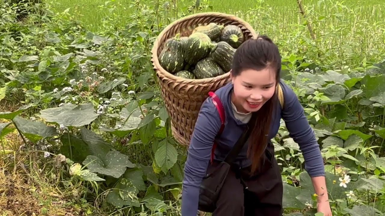 Hong harvests pumpkins and takes them to sell