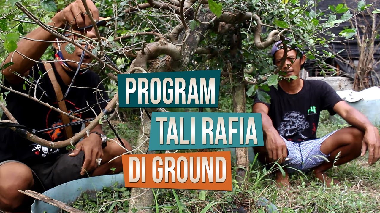 Pembentukan Bahan Bonsai Di Ground Dengan Tali Rafia Bersama Mas Cholis Mustofa dan Mas Pugar Yusuf
