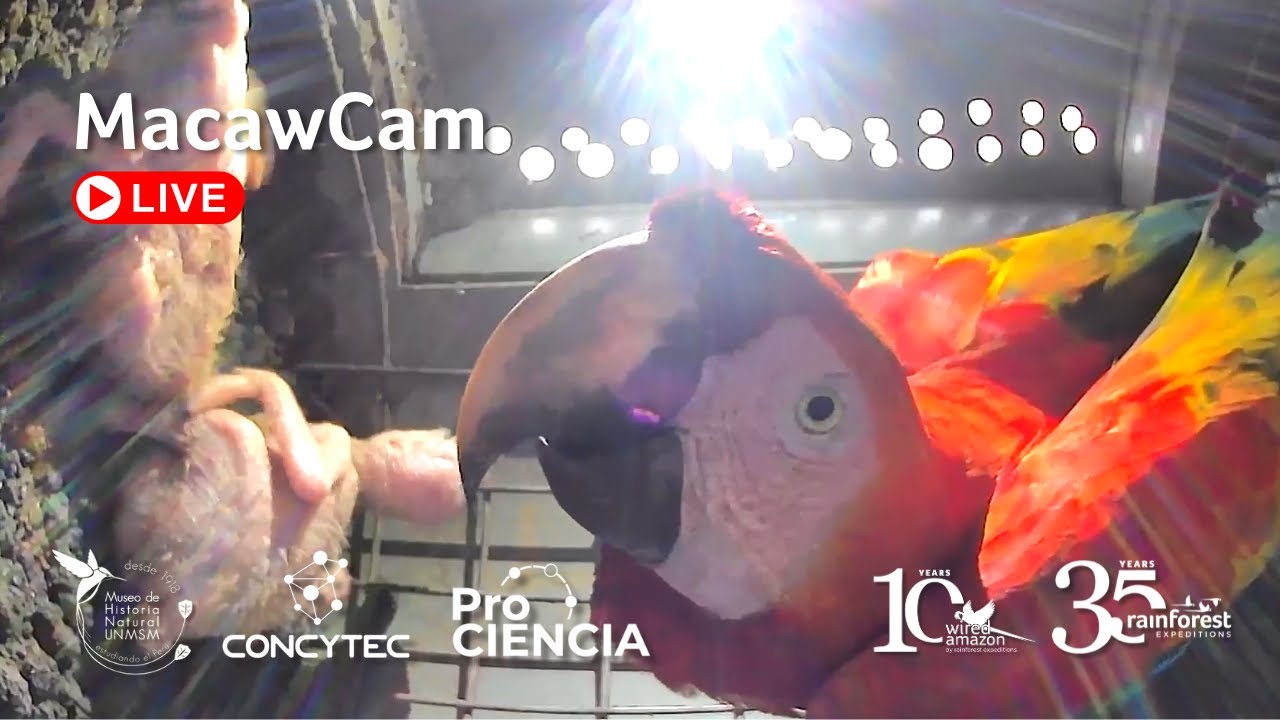 MacawCam Live Stream - By Rainforest Expeditions