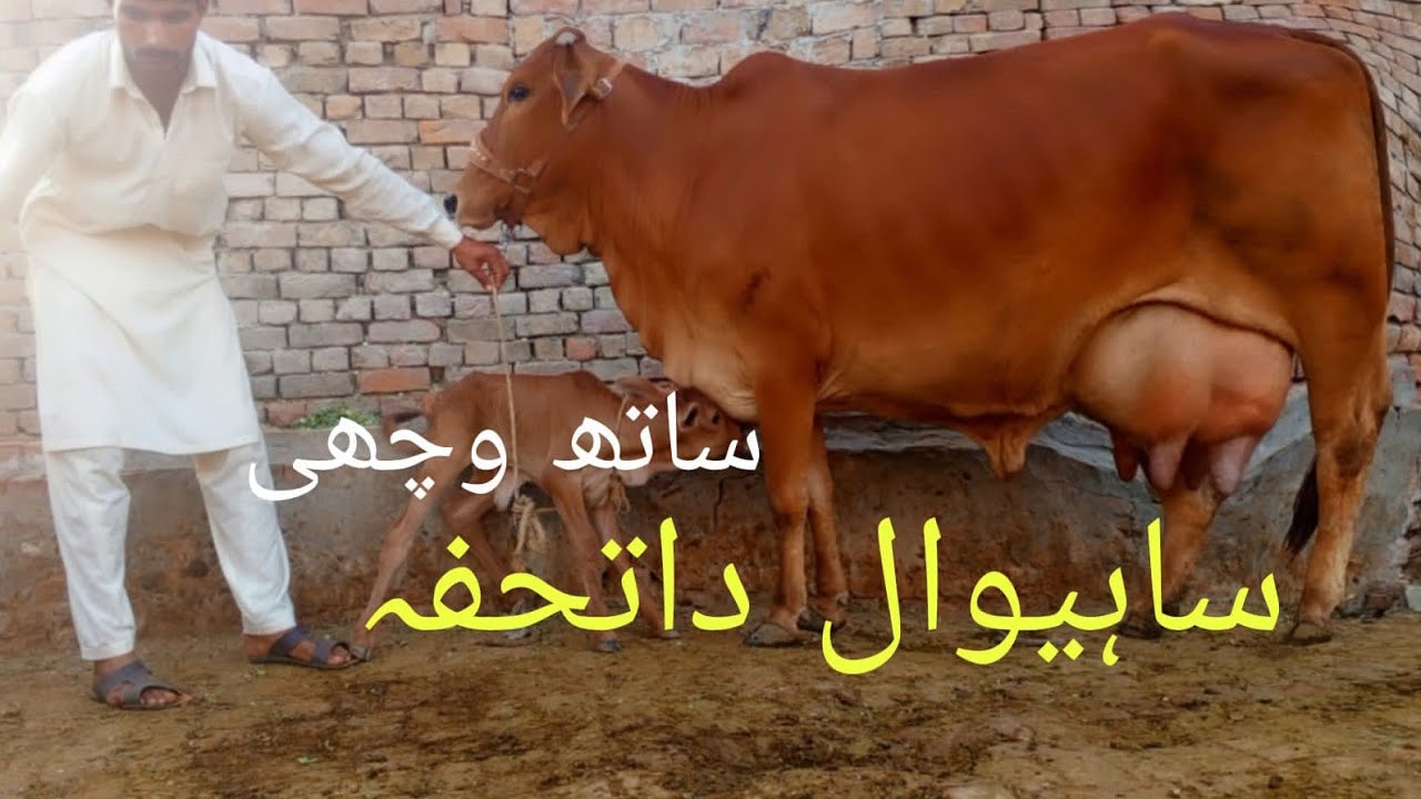 ساہیوال فرزین کراس گاۓ فارسیل رابط نمبر 03087234537پاکپتن