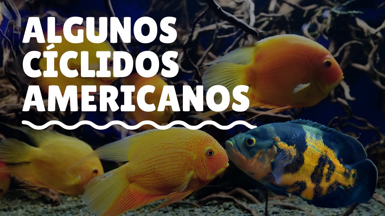 5 VARIEDADES y +  