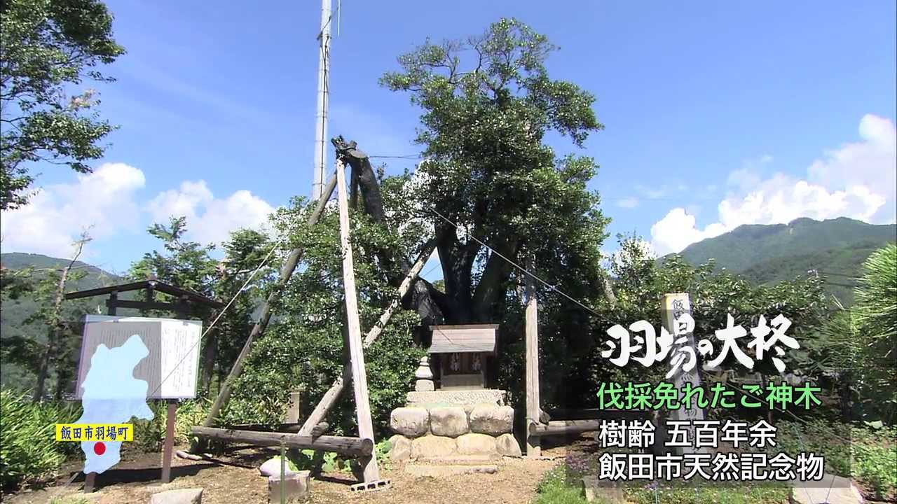 中央道開設で伐採の運命にあった巨樹　「羽場の大柊」　（飯田市）　WEB こんにちは伊那谷
