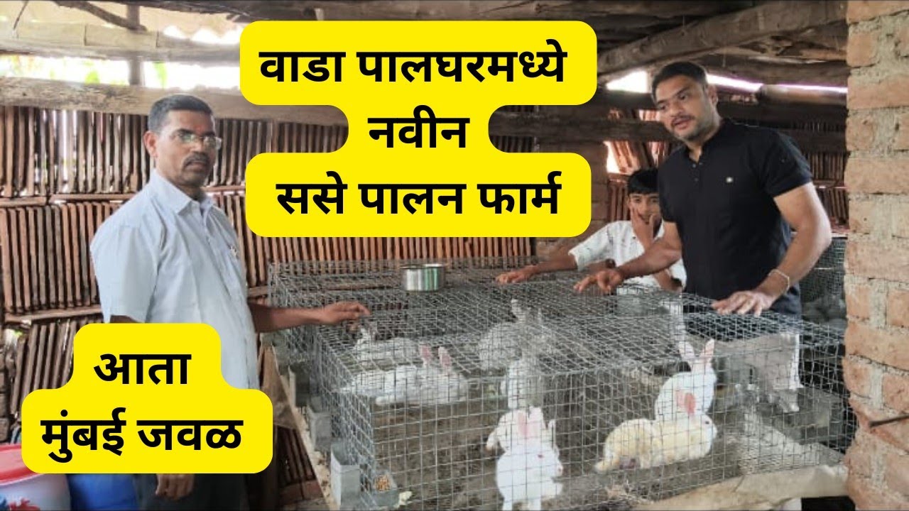 मुंबई जवळ पालघर वाडा येथे ससे पालन सुरू #rabbitfarming #rabbit #ससेपालन #kokan #bunny #abungu #yt 