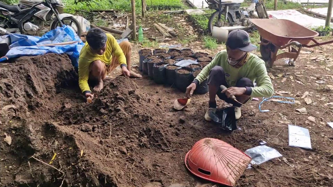 POLYBAG FILLING SECRETS THAT WILL BOOST YOUR SEEDLING SUCCESS - Agriculture Gardening