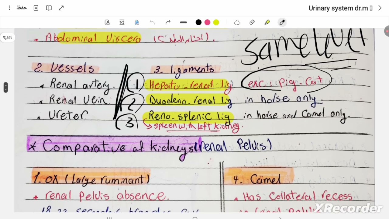 Urinary system ♥ dr.m
