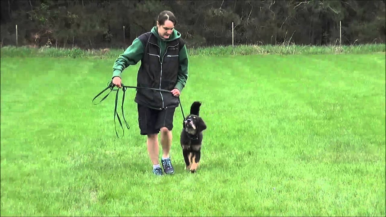 Odin (Tibetan Mastiff) Puppy Training Video