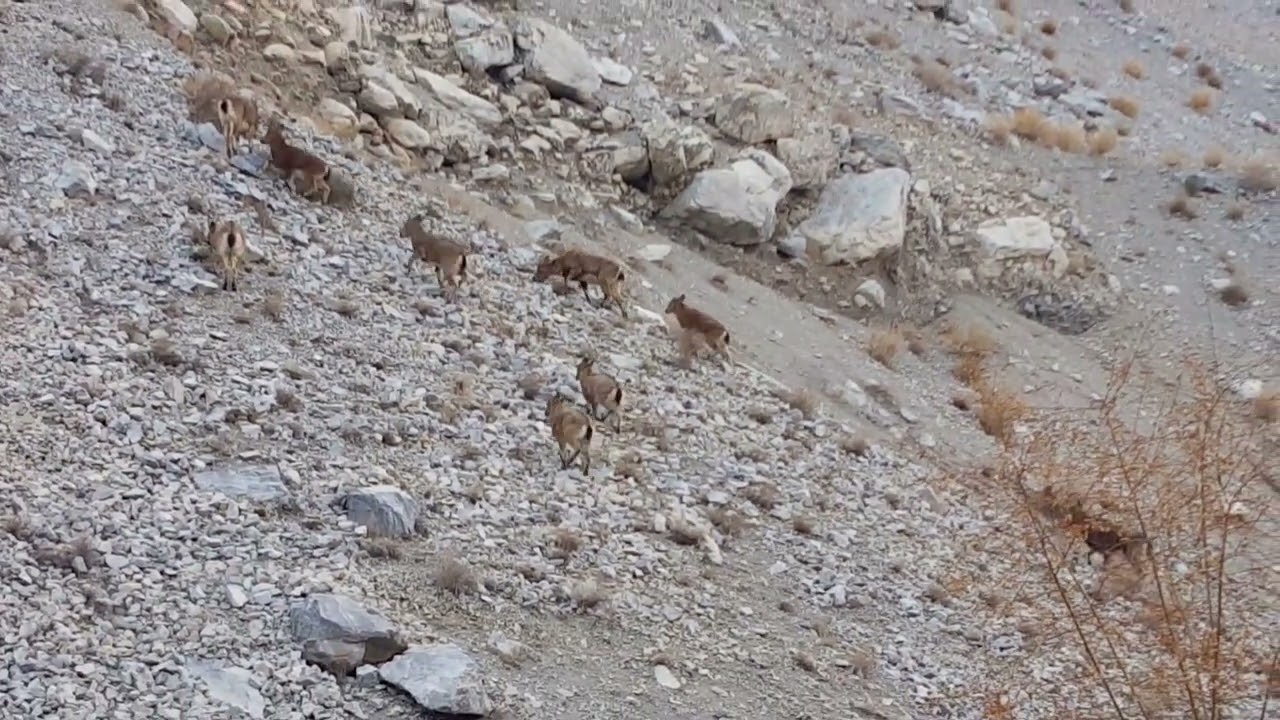 A herd of ibex at Passu Hunza