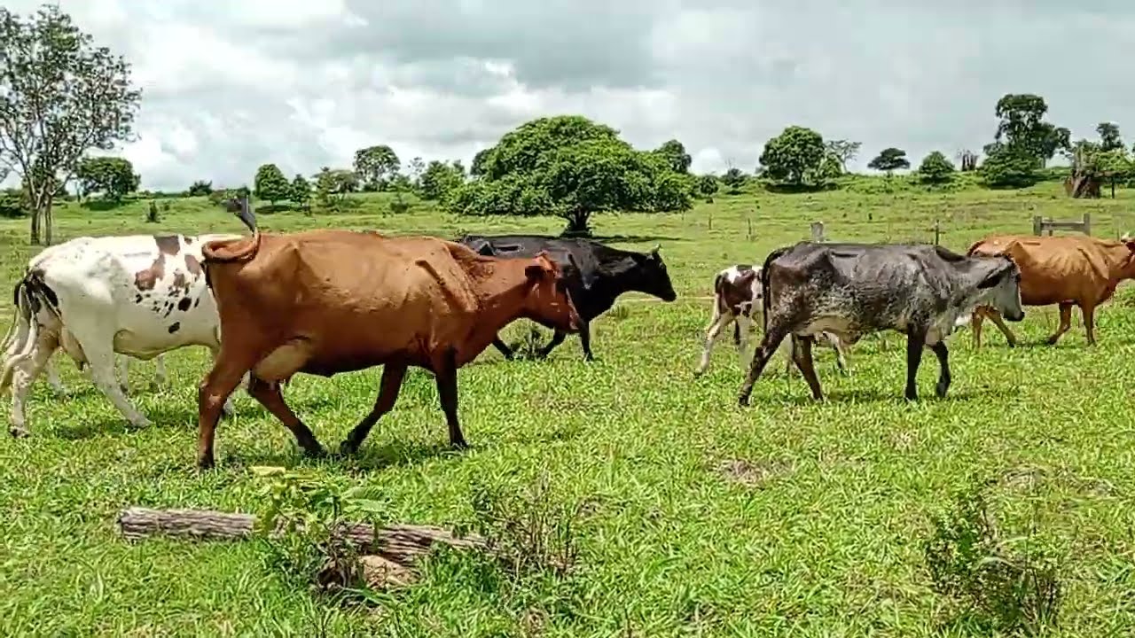 Revelado ! PERIGO  de não medir as palavras 