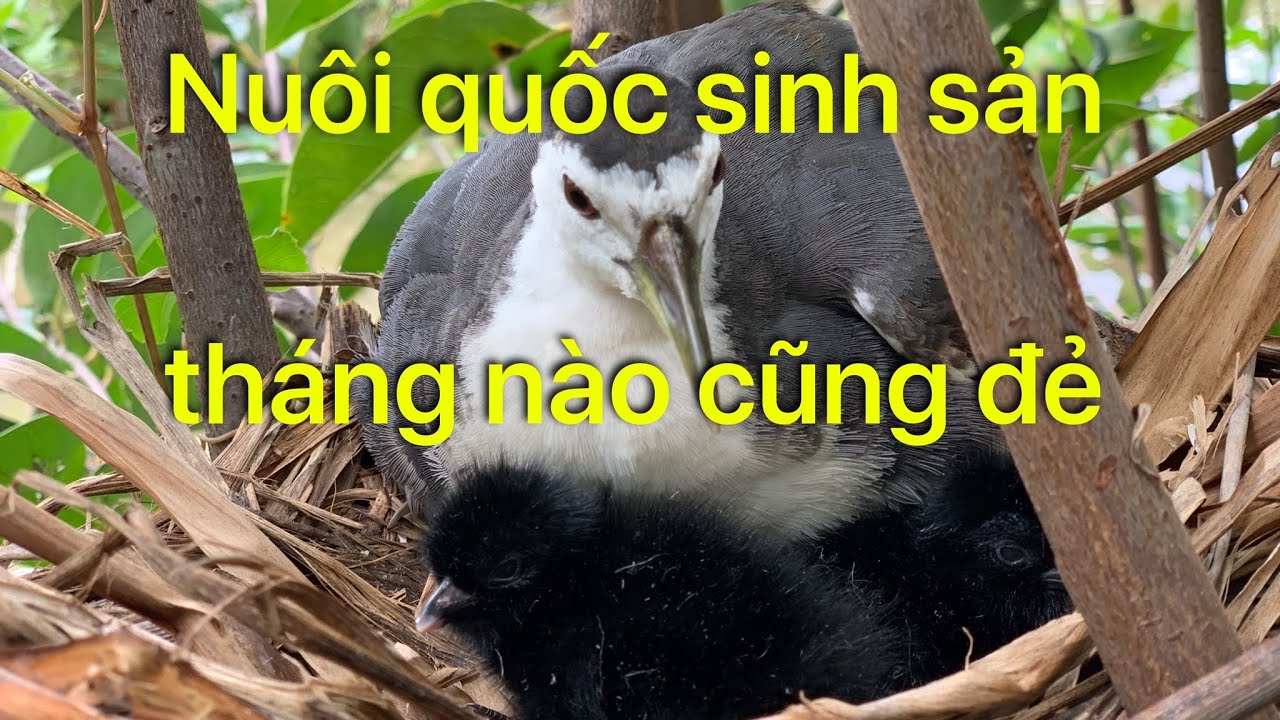Nuôi quốc thả tự do sinh sản ngoài vườn