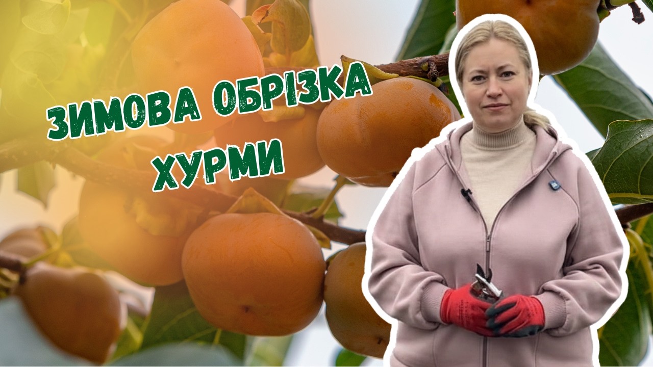 Зимова обрізка хурми: що і коли різати