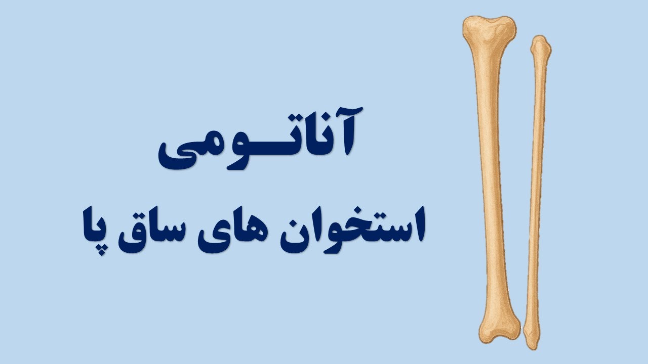 آناتومی استخوان تی بیا و فیبولاساق پا | Anatomy of the tibia and fibula