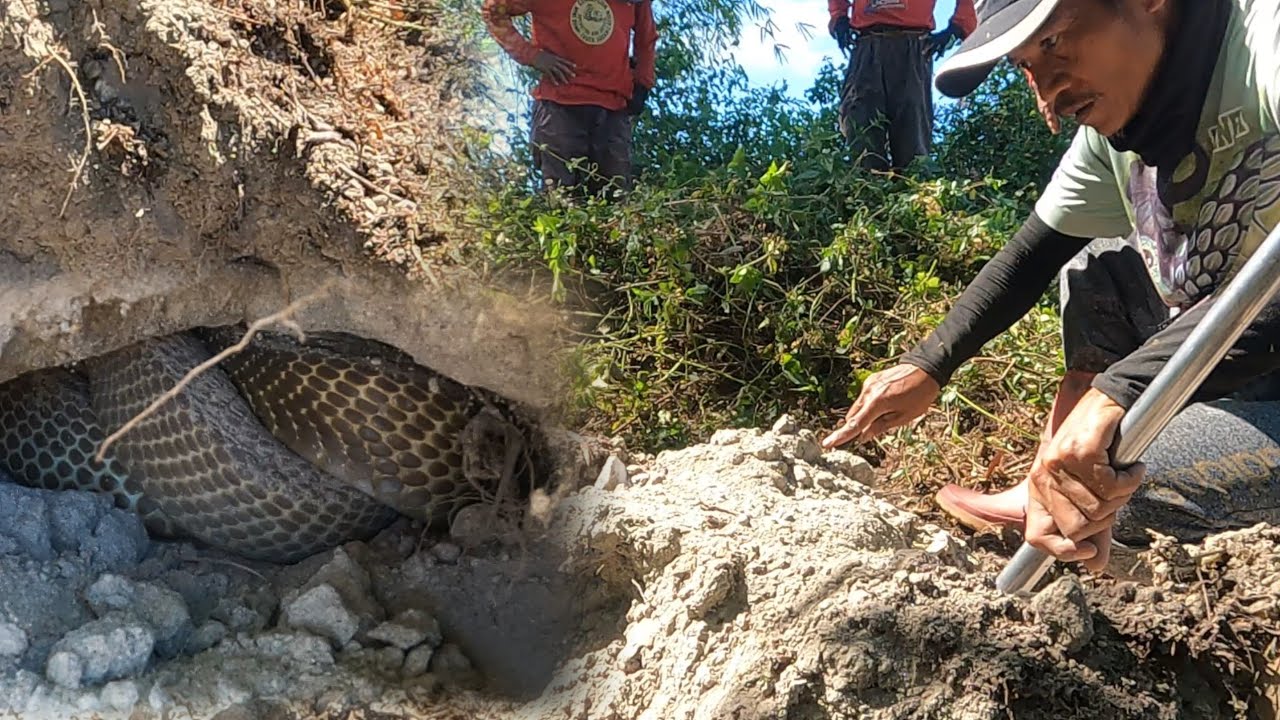 MGA COBRA NAGKUMPULAN NA SA ISANG PUNSO
