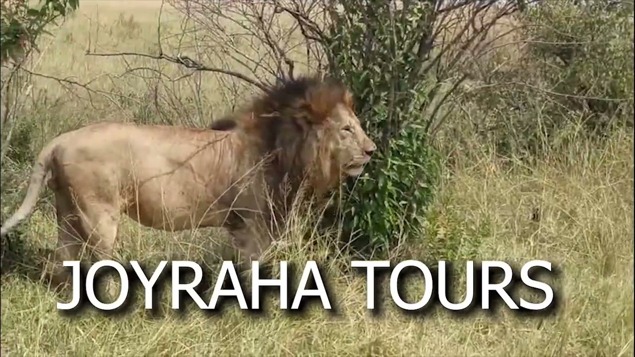 TRAVEL WITH JOYRAHA TOURS LIMITED