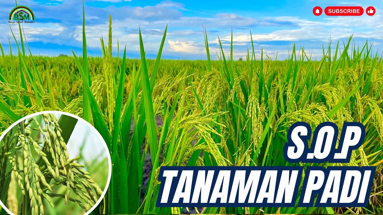 S O P PENANAMAN PADI
