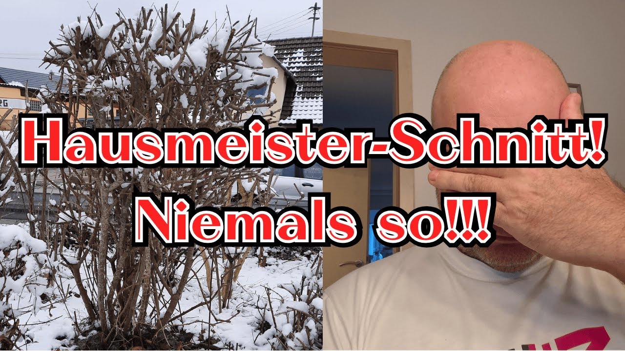 Strauchschnitt: Warum der &bdquo;Hausmeisterschnitt&ldquo; deine Pflanzen ruiniert