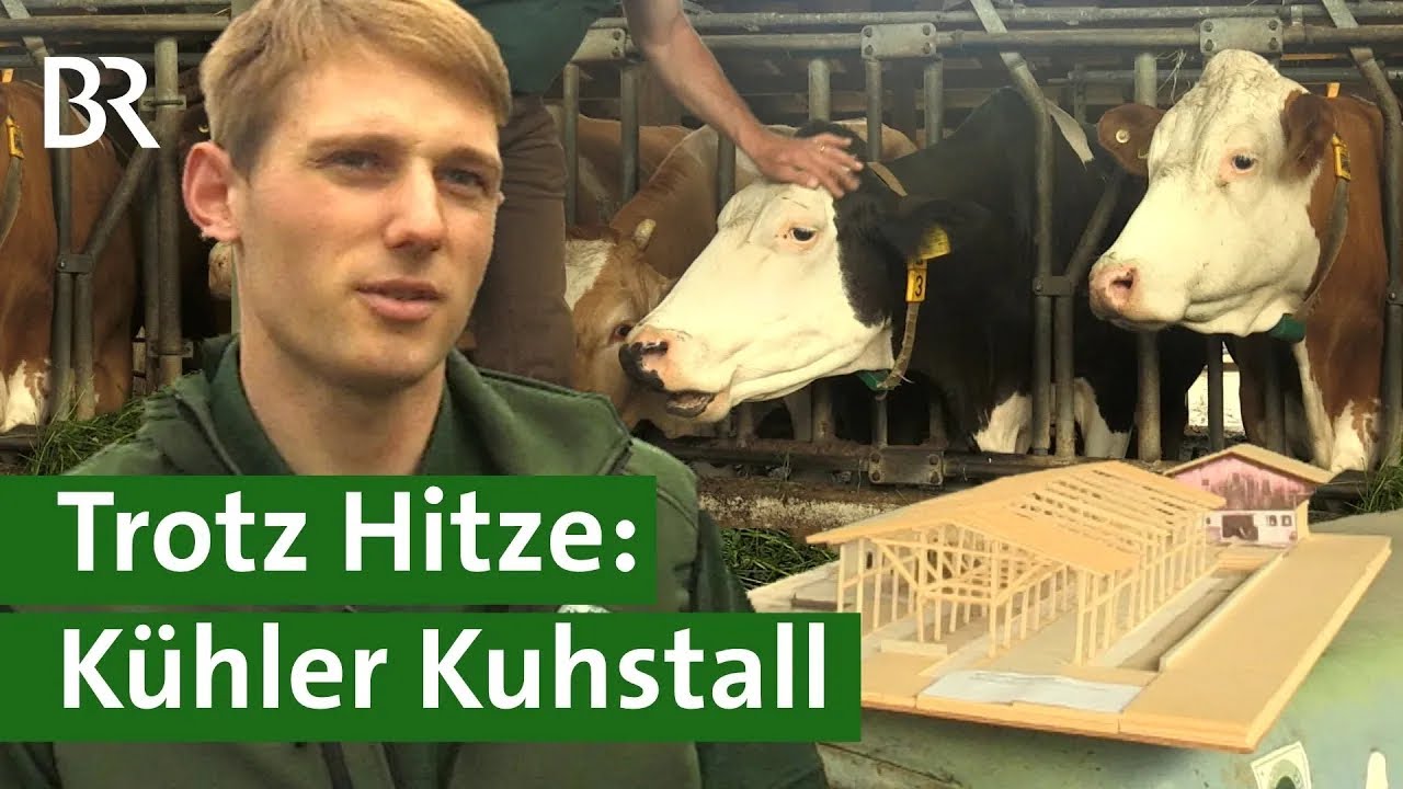 Schutz vor Hitze: Wie können Landwirte ihre Kuhställe kühlen? | Klimawandel | Unser Land | BR