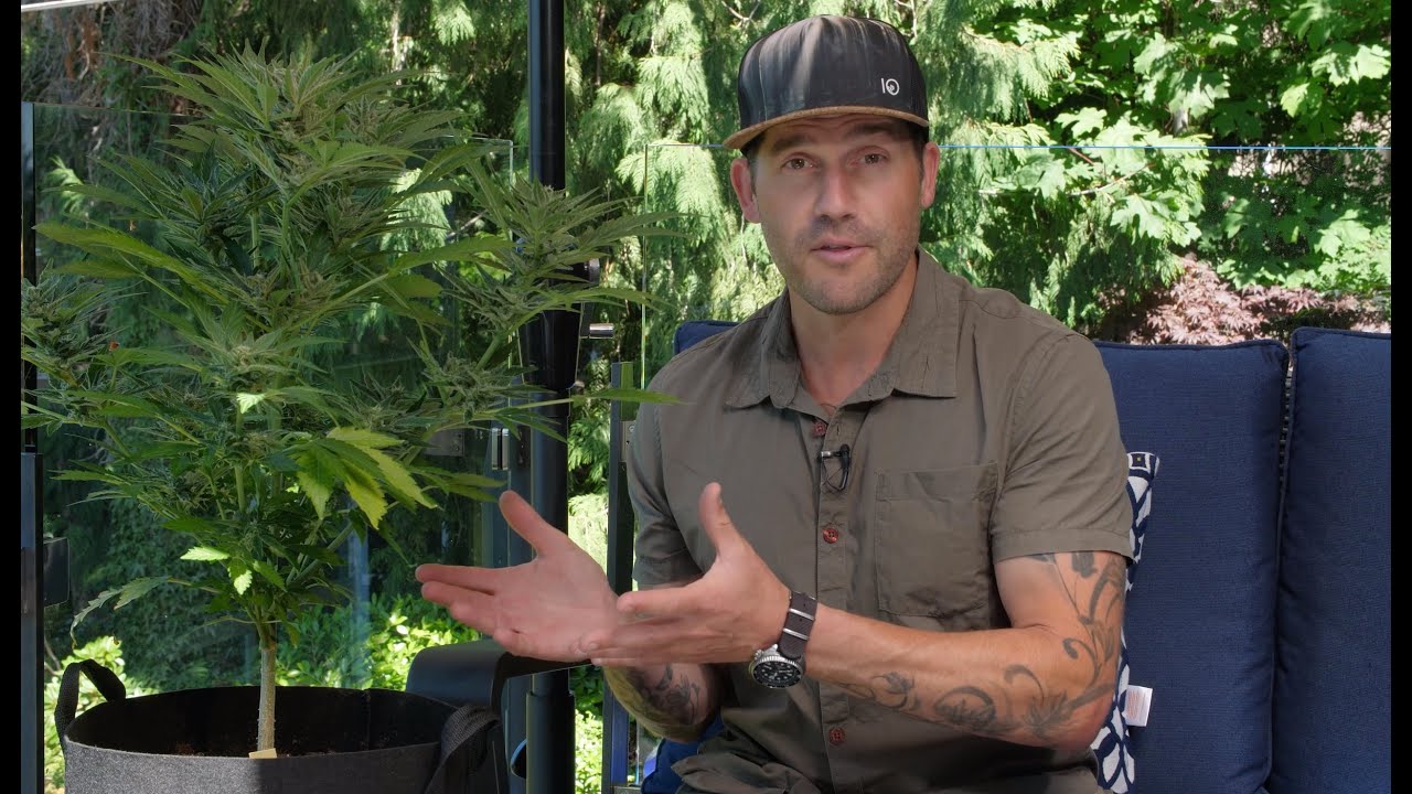 Outdoor Home Grow Ep 1 - How To Grow Cannabis Outdoors