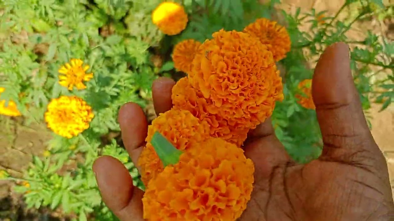 Garden lo flowers and vegetables ##@Aparna gardens 
