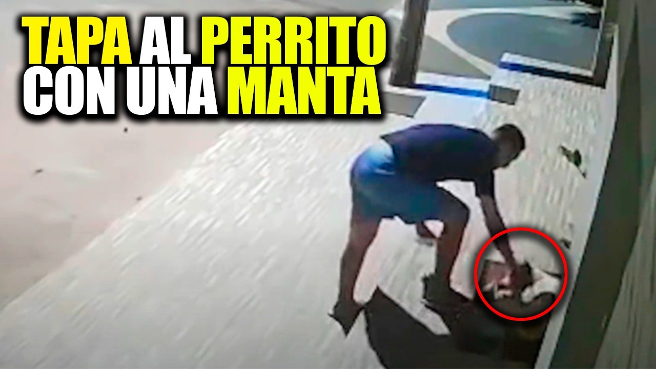 Hombre se acerca a un perro callejero que temblaba sin saber que estaba siendo grabado