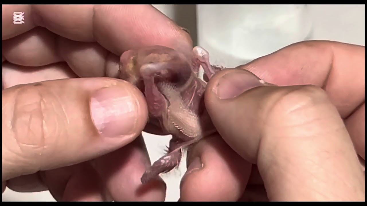 Explicación y actuaciones sobre el punto negro en pollos