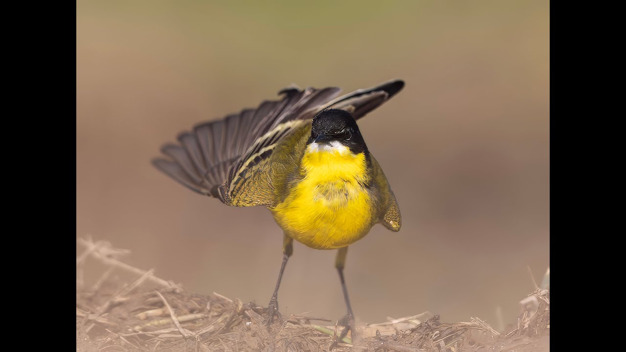 Yellow Wagtails bathing and preening