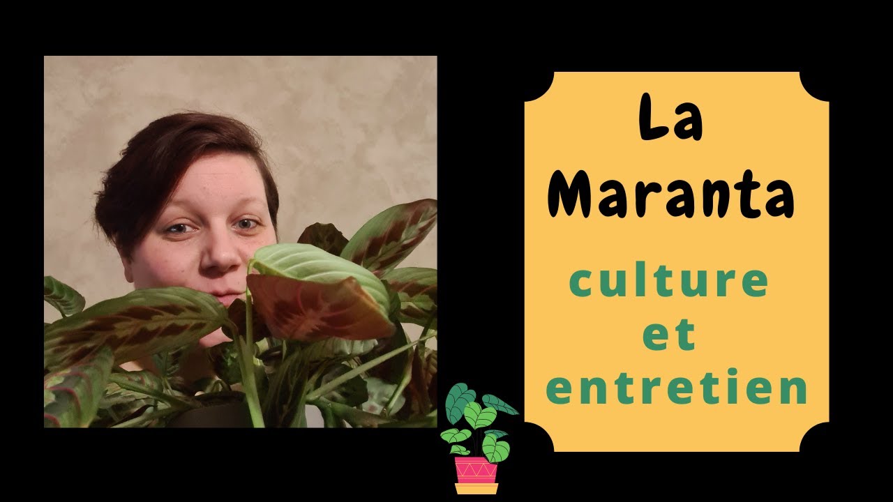 🌿La Maranta - culture et entretien #marantafascinator
