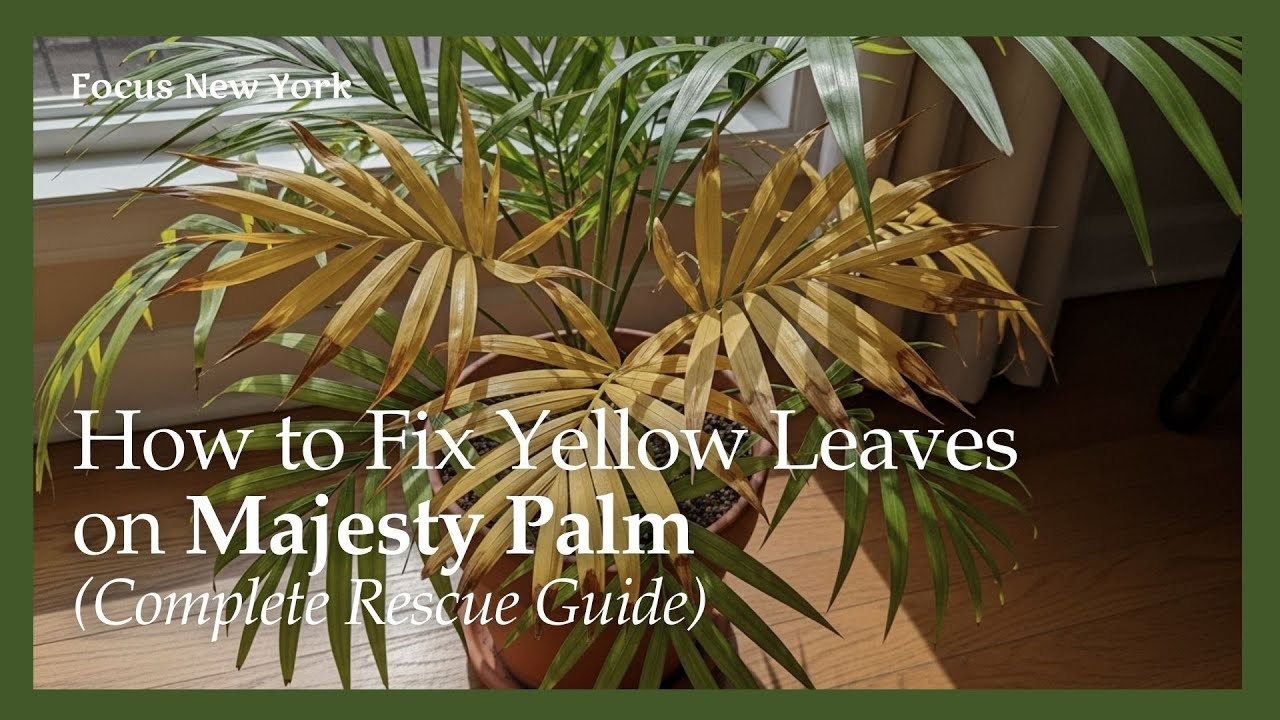 How to Fix Yellow Leaves on Majesty Palm (Complete Rescue Guide)