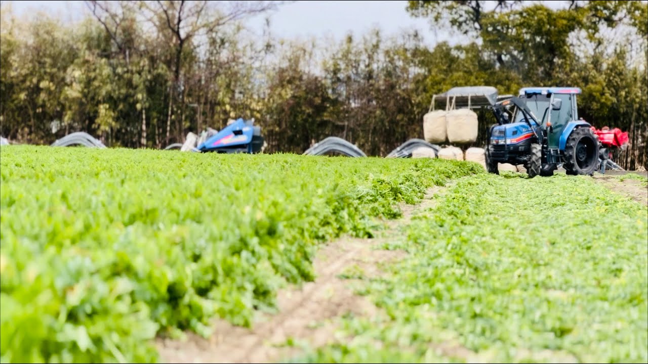 Carrot 🥕 harvesting 2022