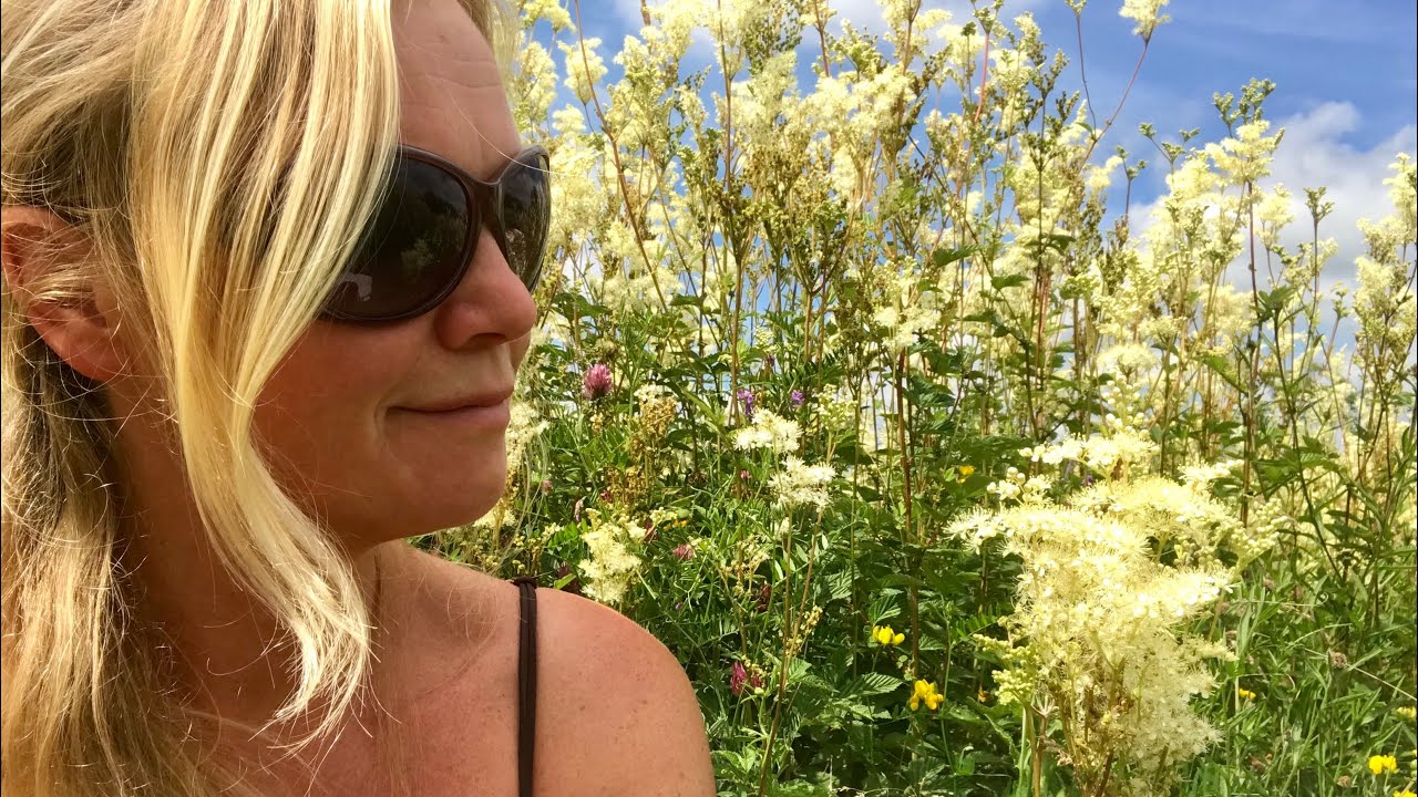 Why Meadowsweet could be good for you.