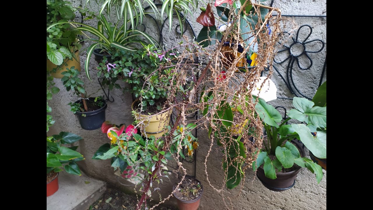 Betabel / remolacha como  obtener  planta y semilla