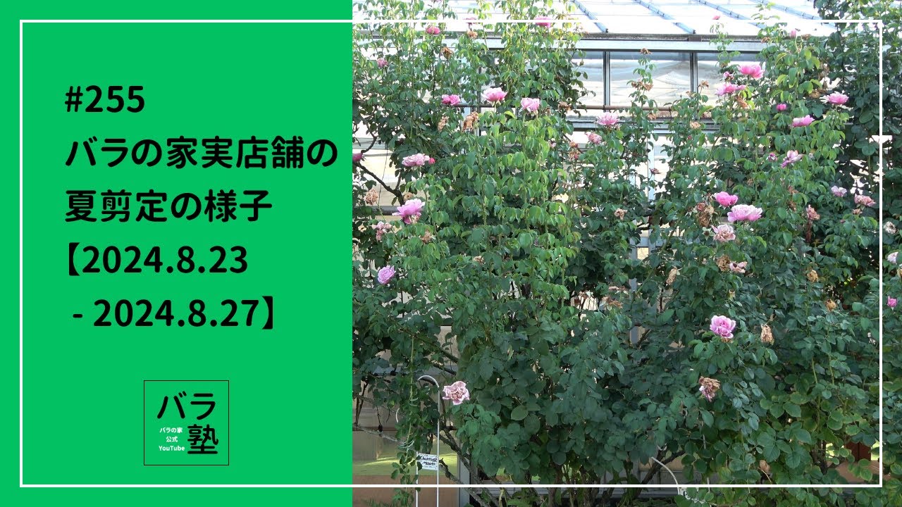 #255 バラの家実店舗の夏剪定の様子【2024.8.23 - 2024.8.27】