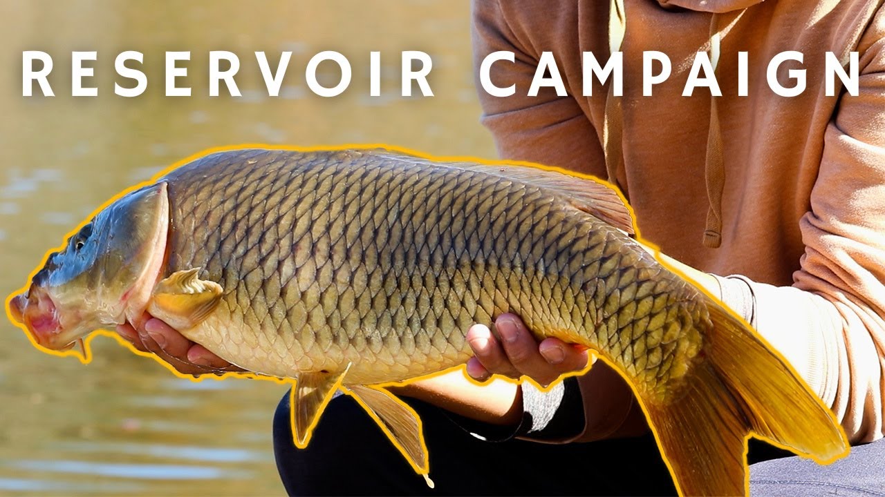 Carp Fishing Triadelphia Reservoir! (Reservoir Campaign)