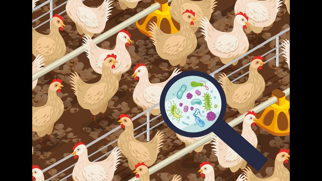 Can Poultry Litter Spread Antibiotic Resistance?
