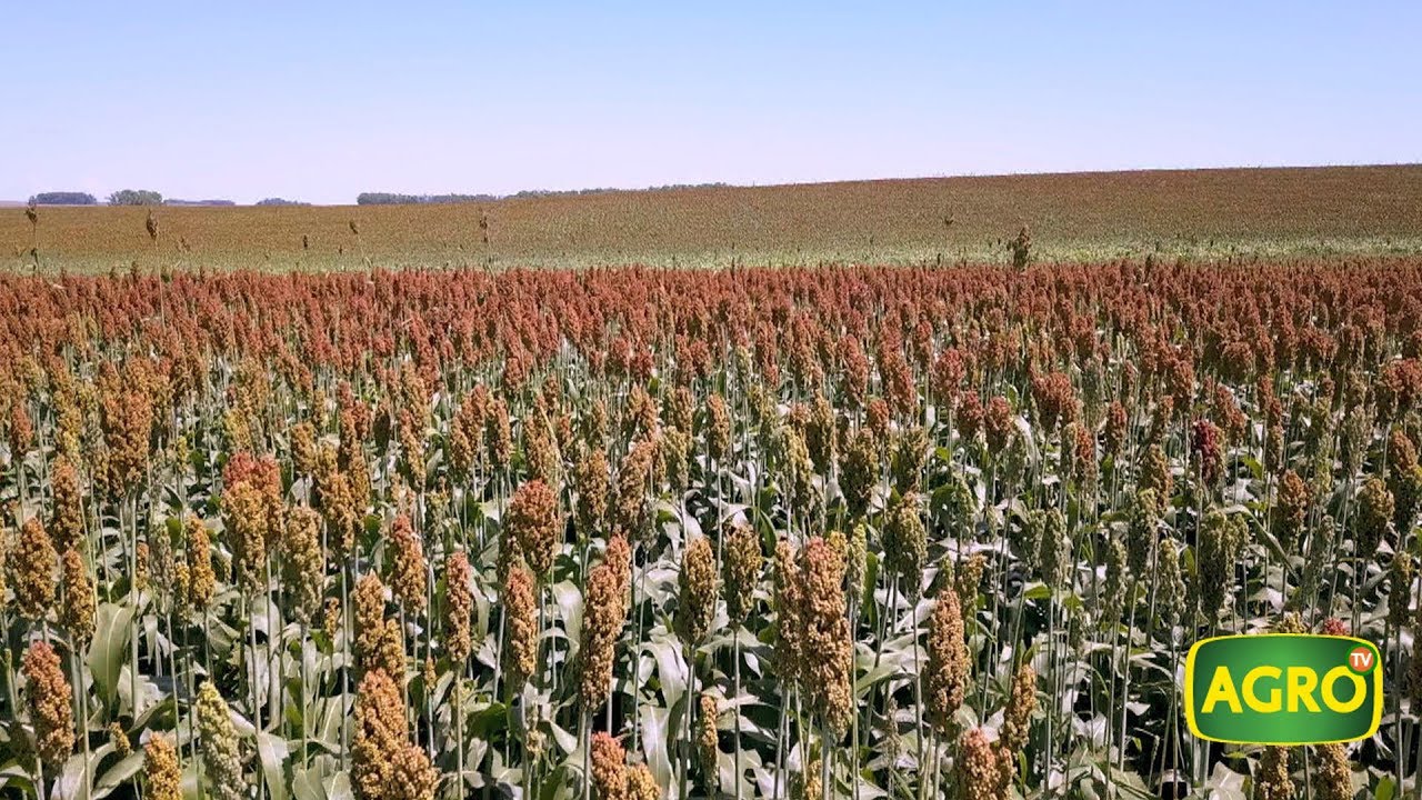 Nuevas tecnologías en sorgo que transforman la ganadería uruguaya (#814 2019-03-09)
