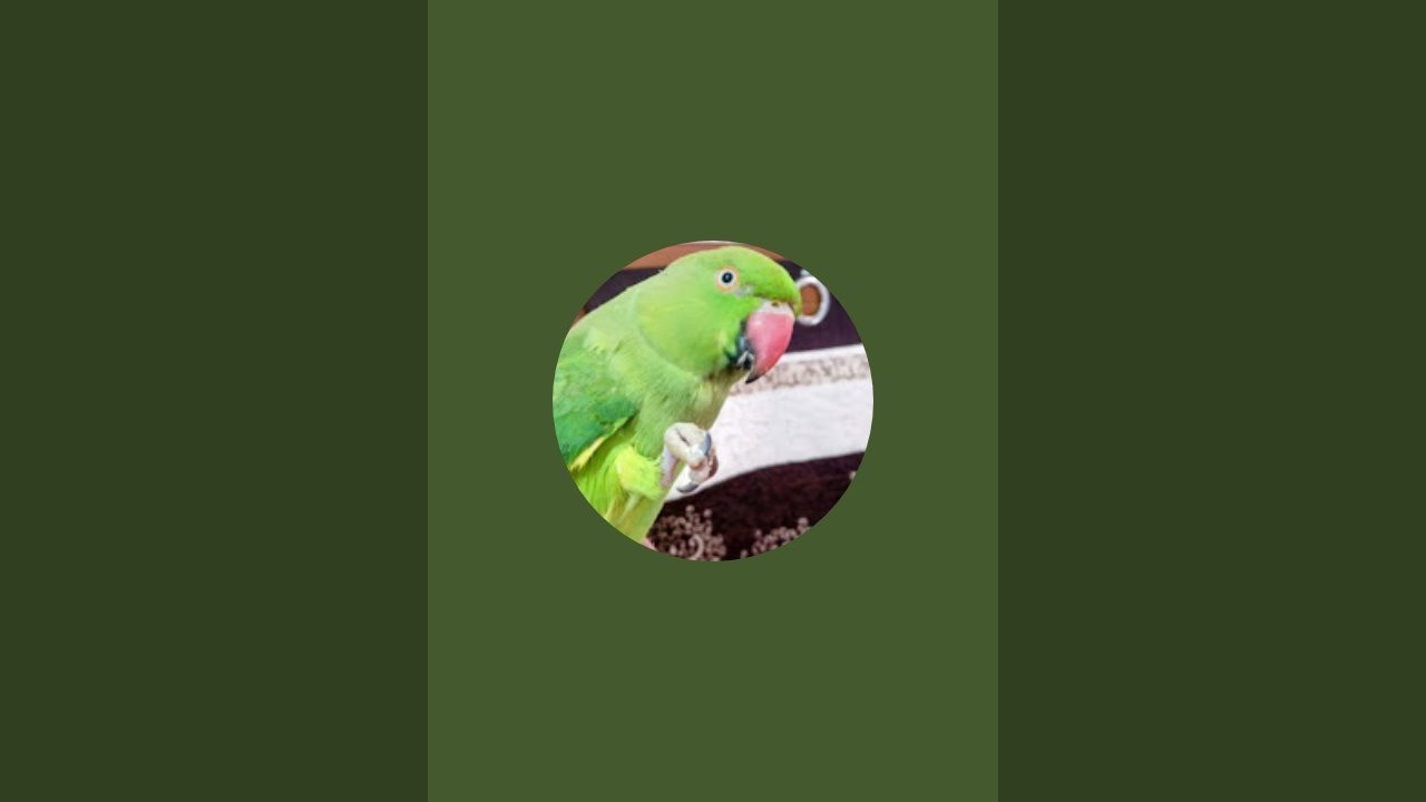 PARROTS LIVE VIDEO ||  MY FIRST PARROT LIVE VIDEO || 