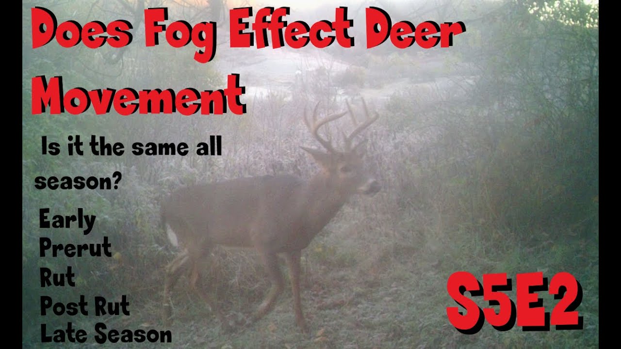 Fog and does it effect deer movement for your hunt s5e2 movie