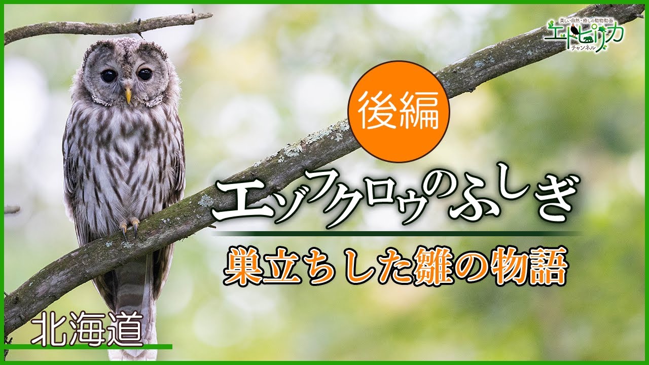 【エゾフクロウのふしぎ】後編✨巣立ったエゾフクロウの雛と再会！森の奥でも元気に育っていました。狩りが出来るようになります！