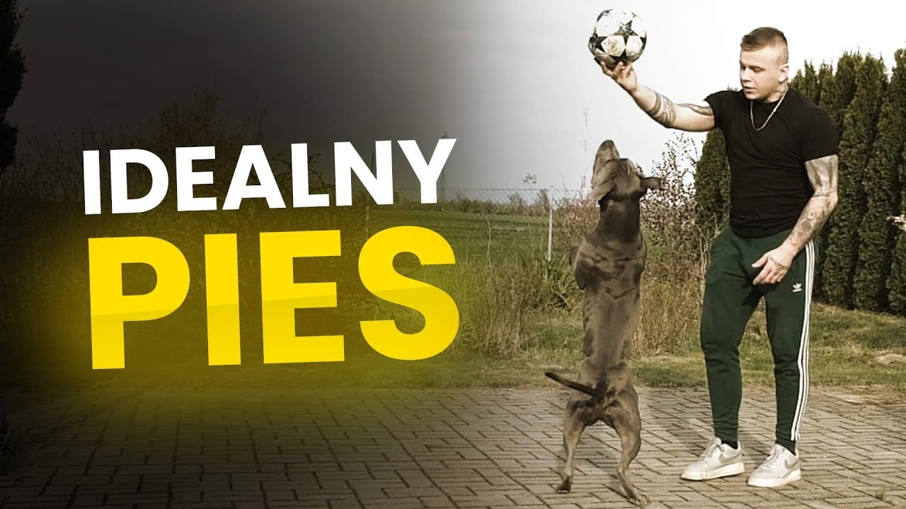 AMSTAFF - ❌PIES MORDERCA❌ Dobry na początek?
