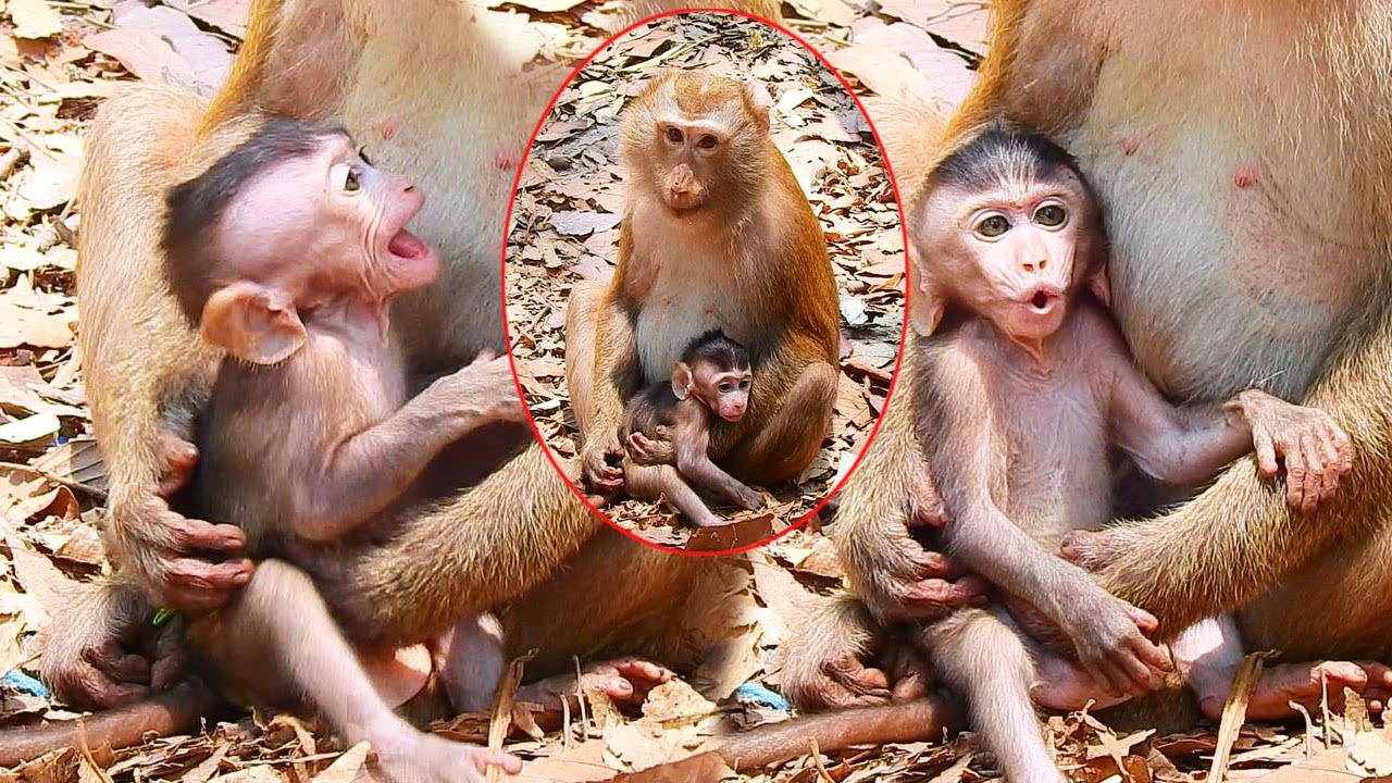 Pity poor baby Monkey cry losing Mom ! Old Pigtails Bonita kidnap to take care as her baby #animals